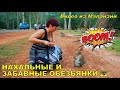 НАХАЛЬНЫЕ И ЗАБАВНЫЕ ОБЕЗЬЯНЫ 🙈 СМЕШНОЕ ВИДЕО ИЗ МАЛАЙЗИИ