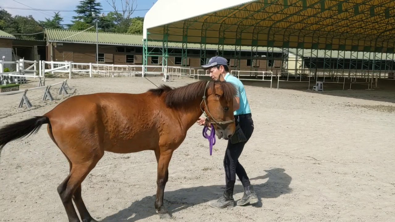 持田氏のリトレーニング講習会を受けてボンドをやってみた｜神戸市明石市乗馬クラブ明石乗馬協会