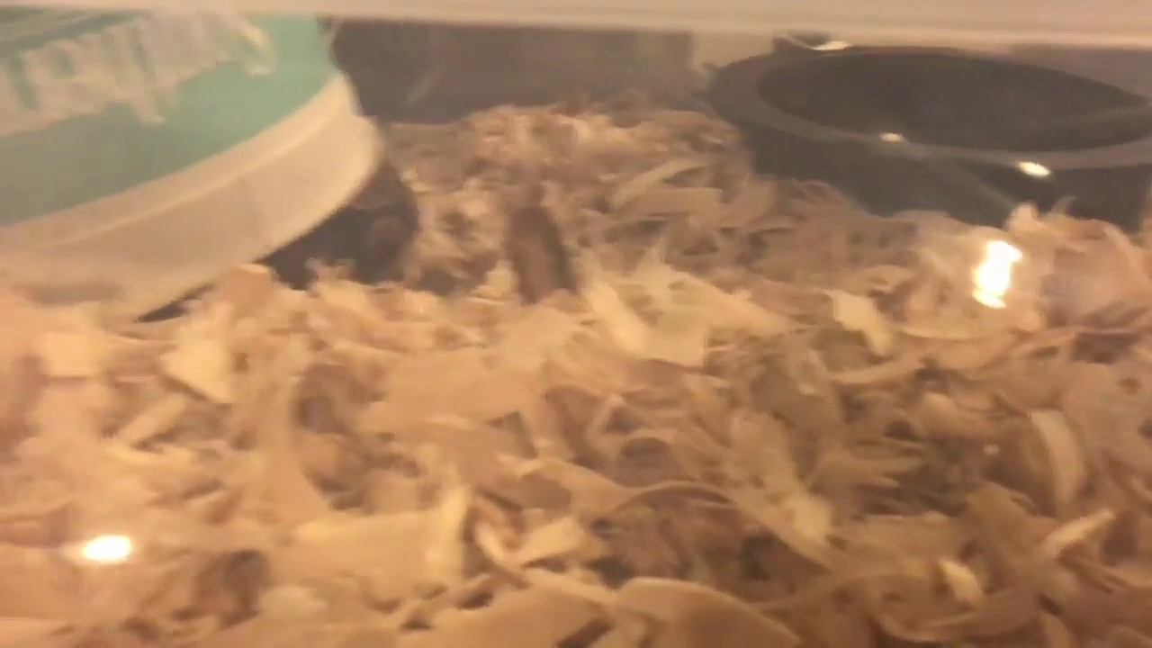 morphemes pdf Vlog#87 Becky's Busy Day (warning live feeding)