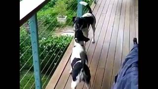 Willow And Spike The Smooth Fox Terriers Cover Islands In The Stream