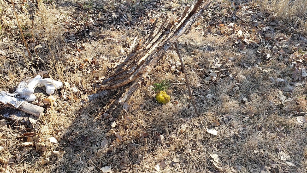 Building a Cage Trap and catching Thanksgiving Dinner YouTube