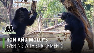 Ron And Molly's Evening With Enrichments! by Wildlife SOS 857 views 2 months ago 1 minute