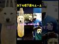 NYの地下鉄犬が可愛すぎる! #大型犬のいる生活 #動物保護 #子犬