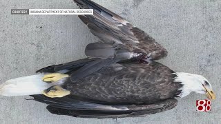 Famous Bald Eagle shot Wealth