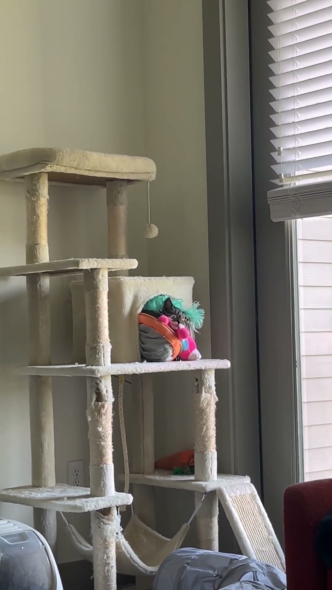 Cat Stuffs Herself Into Cozy Condo || ViralHog