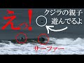 サーファーがサーフィンを楽しむすぐ後ろで遊ぶクジラの親子。※日本は近海の鯨を絶滅させた。しかし今後クジラやイルカ、魚介類を盗るのをやめれば、こういう素晴らしい光景になるよ！※チャンネル登録お願いします
