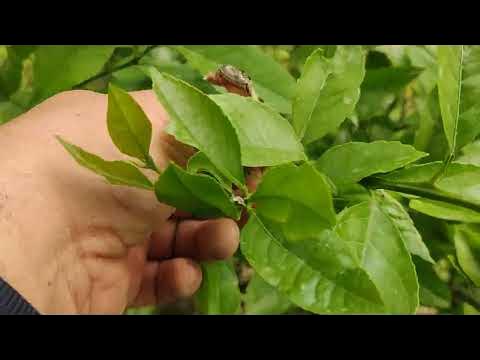 лимон мандарин апилсин кучатларимиз хакида малумот - YouTube