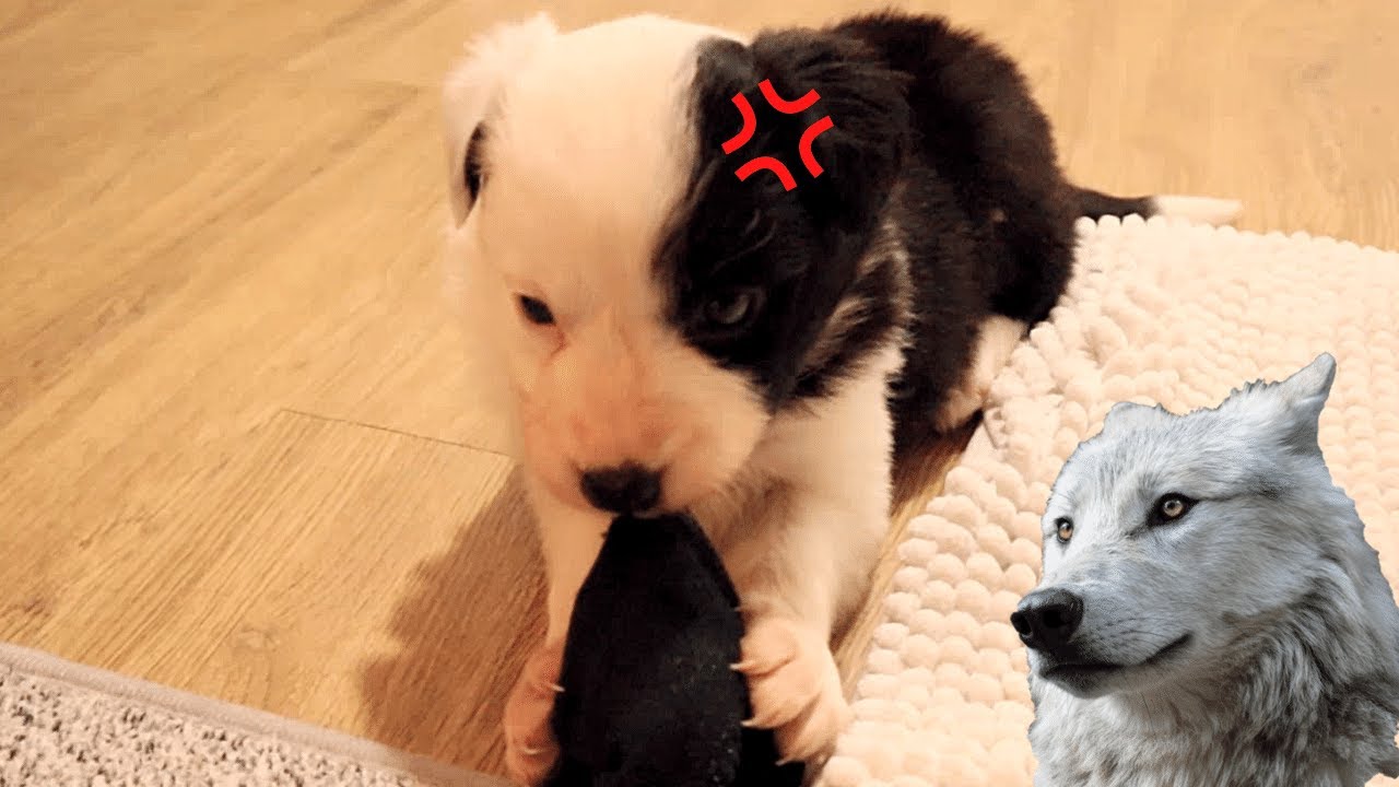Dangerously Aggressive Border Collie Puppy! almostshort YouTube