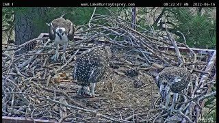 Lake Murray Osprey Ricky brings fish Penny grabs it 6-16-2022