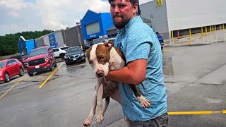 Rescued A Pittie Puppy Abandoned In Parking Lot