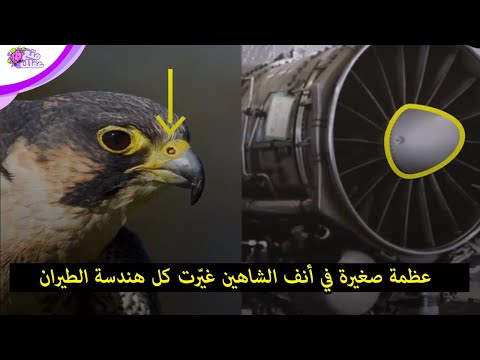 عظمة صغيرة في أنف الصقر غيّرت هندسة الطيران