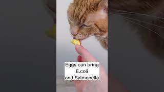 Can Cats Eat Eggs? #shorts