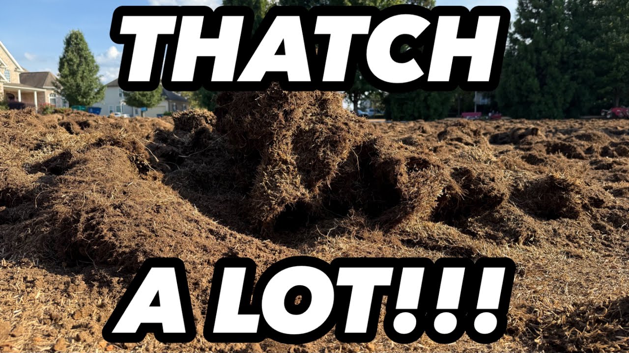 The Amount of THATCH in my Yard is UNBELIEVABLE