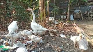 geese ducks are looking for food ( bebek angsa sedang mencari makan ) by Vi On 241 views 6 months ago 5 minutes, 5 seconds