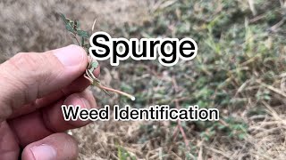 Spurge. Weed Identification.