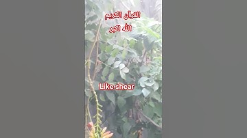 #القران_الكريم #تلاوه_خاشعه #المصحف قال رب انی ظلمت نفسی $#foryou