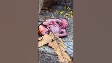 Too sorry for the life of a newborn baby monkey #shortvideo #baby