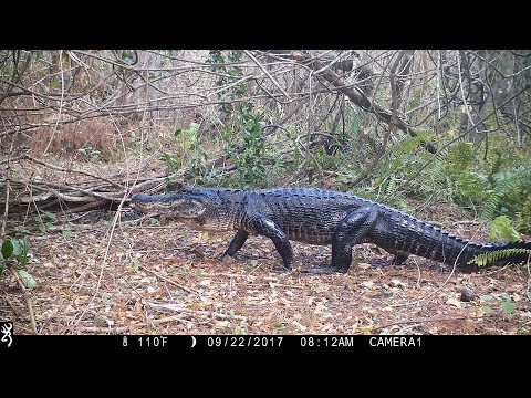 Swamp Trail Camera Pickup