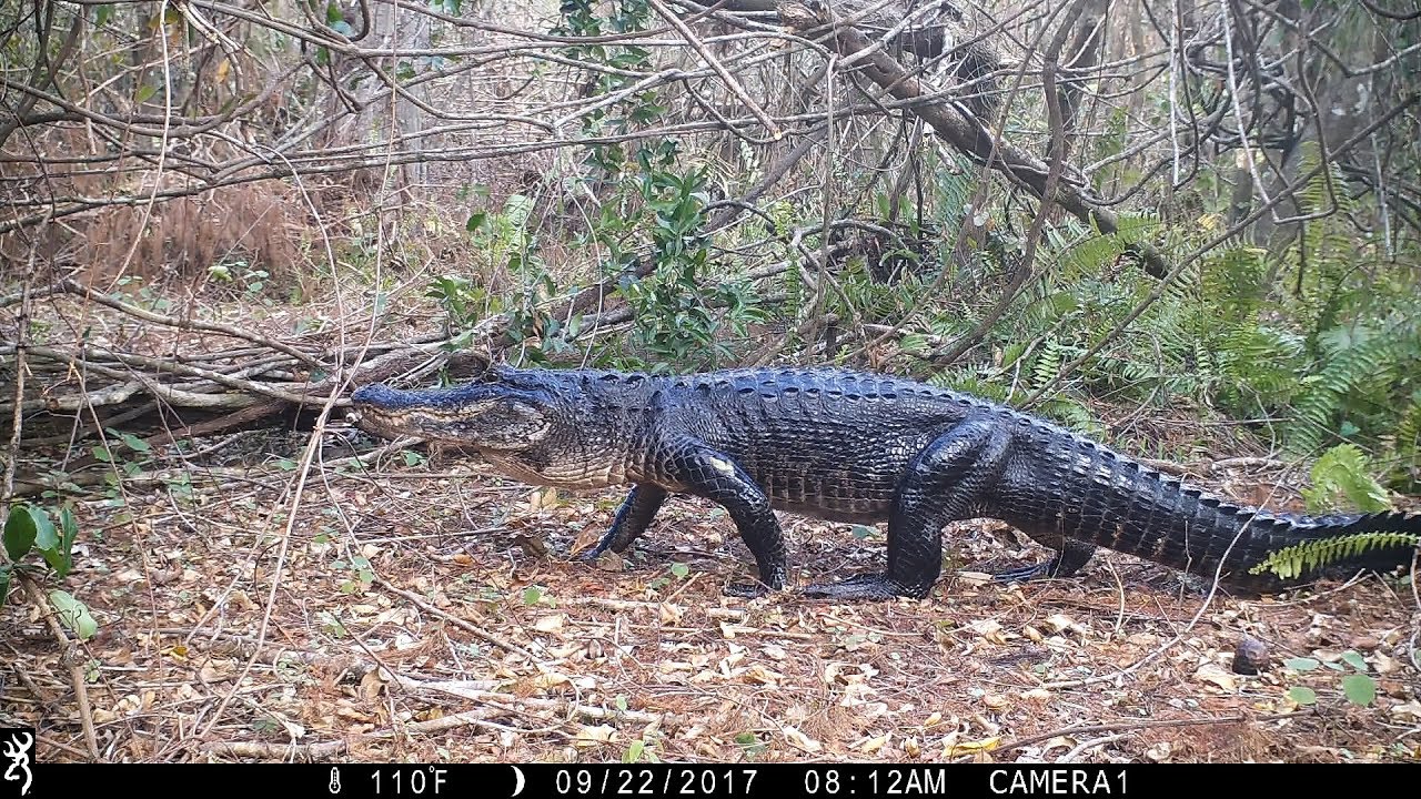 Shrek in swamp trailcam