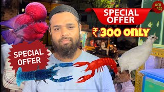 Thane aquarium shop mahagiri koliwada #fish #aquarium