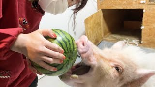 毎年恒例スイカ丸かじり祭りを開催しました【ミニブタつくね君】