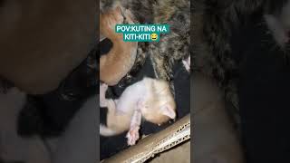 19 days old kulit na. #kitten #cute #puspins #cat #viral