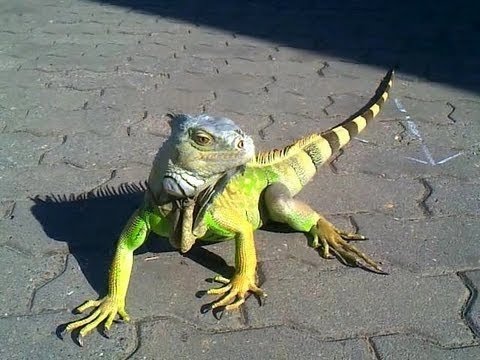 Is an iguana a good pet? - YouTube