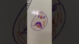 All Gd Lobotomies Jbloz11