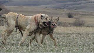 Türkiye'de bir Kurt Sürüsüne dahil olan bir Türk Aslanı ORİJİNAL VIDEO - Wolf Pack vs DOG by Sivas Kangal TV 1,012,824 views 4 years ago 2 minutes, 6 seconds