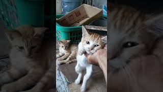 TEMANI KUCING PASAR YANG KESEPIAN #catlovers #pecintakucing