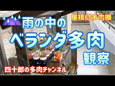 多肉植物 ガーデニング 雨の中のベランダ多肉観察 Youtube 多肉植物 ガーデニング 雨の中のベランダ多肉観察 Youtube