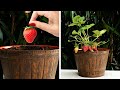 40 USEFUL HACKS FOR YOUR INNER GARDENER || 5-Minute Tips to Grow Plants at Home!