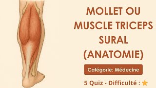 Mollet ou Muscle triceps sural (anatomie)