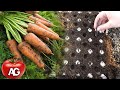 Genius way to sow carrots no more carrot thinning or weeding