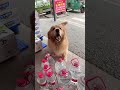 Golden Retriever Trade Fruit for Food #shorts #dogs