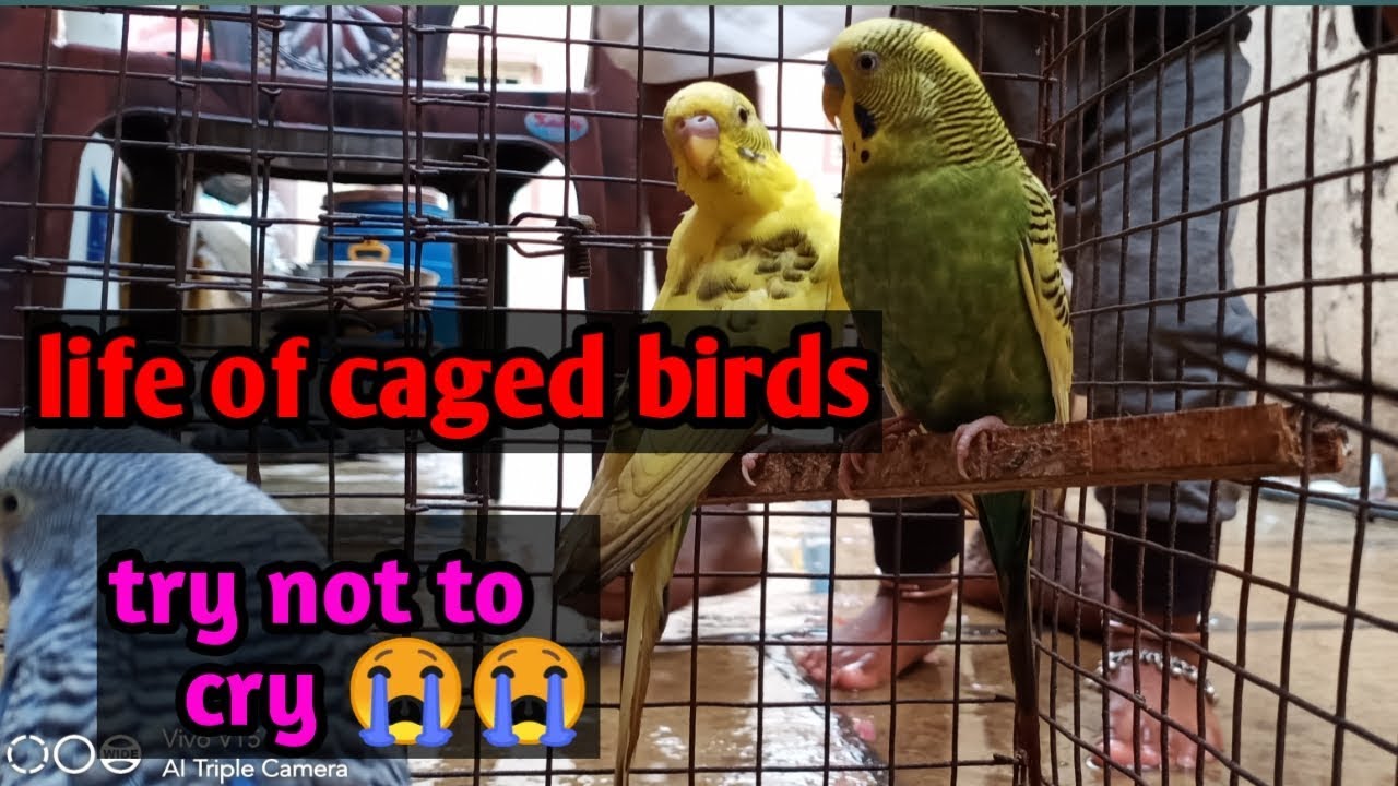 Life of caged birds try not to cry sad video of love birds YouTube