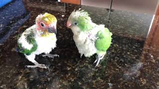 Quaker parrot and sun conure babies