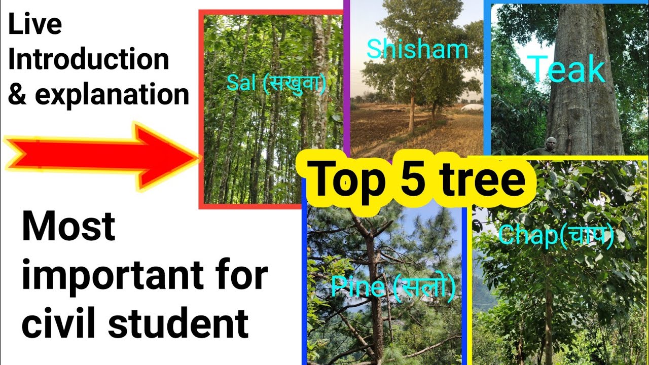Live Introduction Of Sal Shisham Pine Teak And Chap Tree Sal Wood live-introduction-of-sal-shisham-pine-teak-and-chap-tree-sal-wood