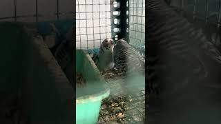 Show #birds #budgies #follow #lovebirds #parrot #comment #foryou #fyp