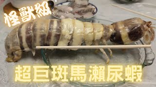 怪獸級超巨斑馬瀨尿蝦(蝦蛄)(皮皮蝦)~挑戰全網最大!!!平時2隻 ... 