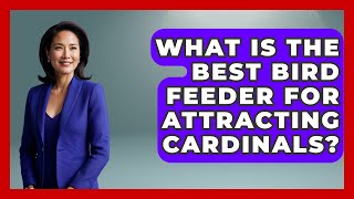 What Is The Best Bird Feeder For Attracting Cardinals - Bird Watching Diaries