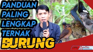 The Most Complete Guide to Bird Breeding
