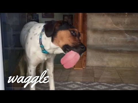 pets-being-pets-|-funny-pet-video-compilation