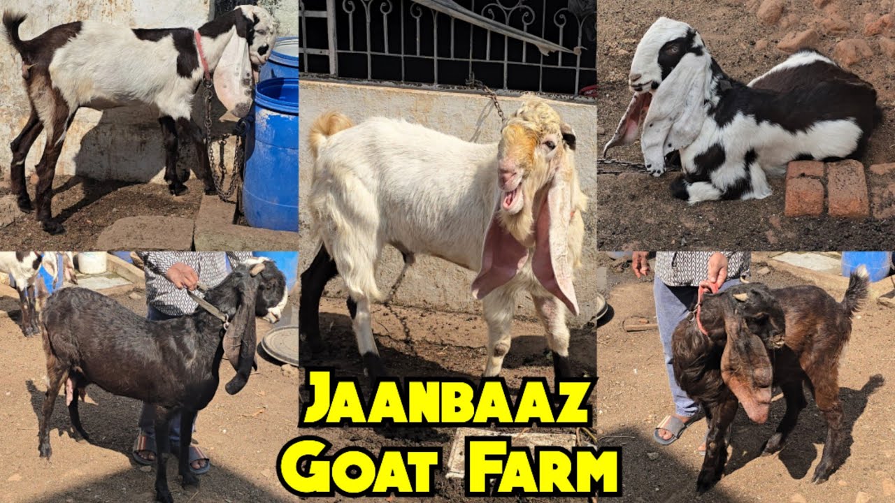  Janbaaz Breedline Hyderabadi Gulabi Breeder Bakra & Pregnant Goats Available in Hyderabad | JGF