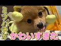 雨が降るとミツバチになる子犬のポメラニアン！