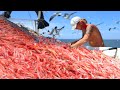 Should watch this Fishermen's video, Shrimp Fishing, Catch Shrimp Tens of Tons Shrimp on Boat #03