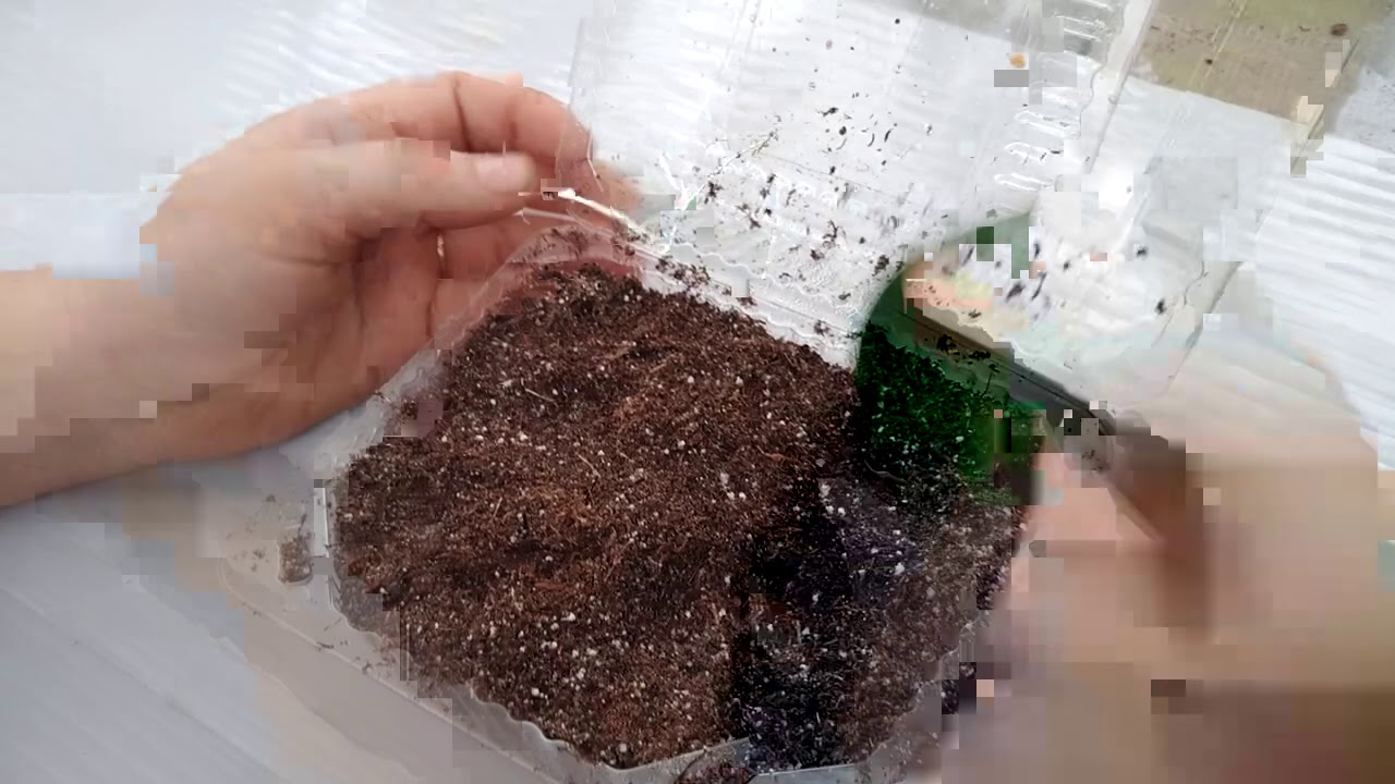 Янги пул дарахти уй шароитида купайтириш