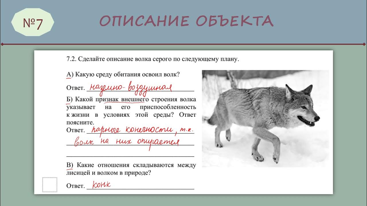 Впр про оленей. Какую среду об Тания осоил волк. ВПР биология 5 класс. ВПР описание волка. Среда обитания серого волка.