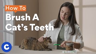 How To Brush a Cat’s Teeth | Chewtorials