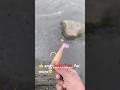 Nice striped bass catching paddle tail style lure